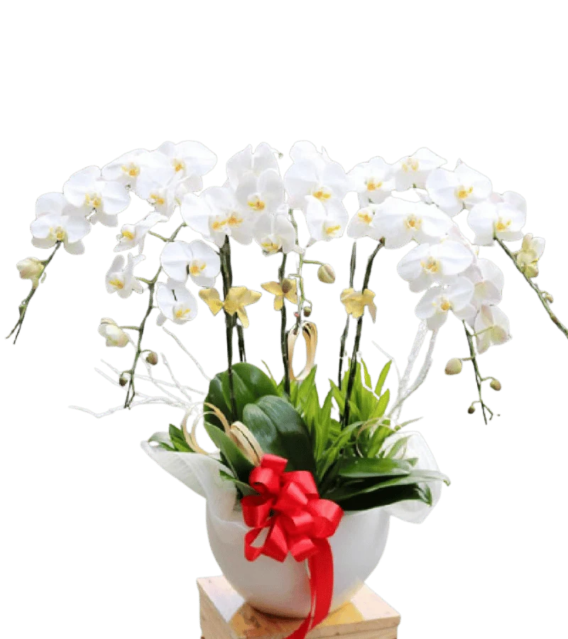 Lan hồ điệp trắng chậu sứ
