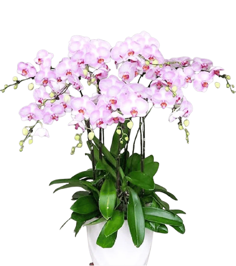Chậu lan hồ điệp hồng phấn nhiều cành xếp thành tán rộng