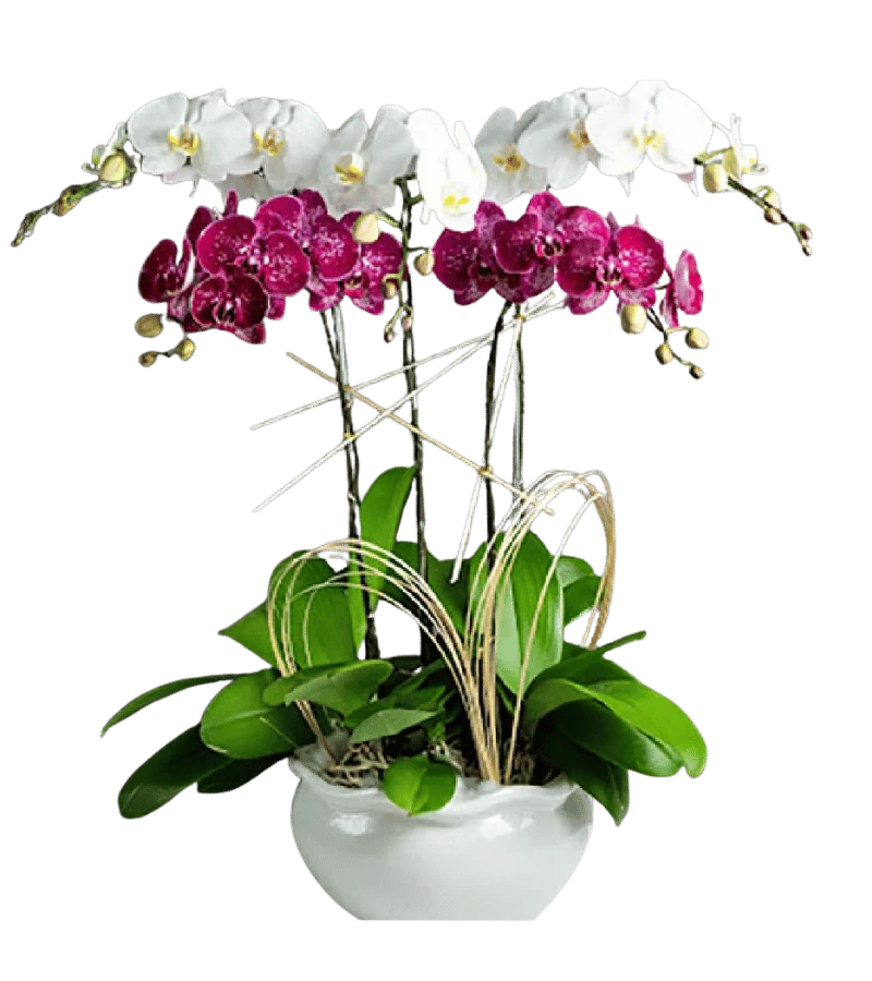 Chậu lan hồ điệp trắng phối đỏ rượu vang