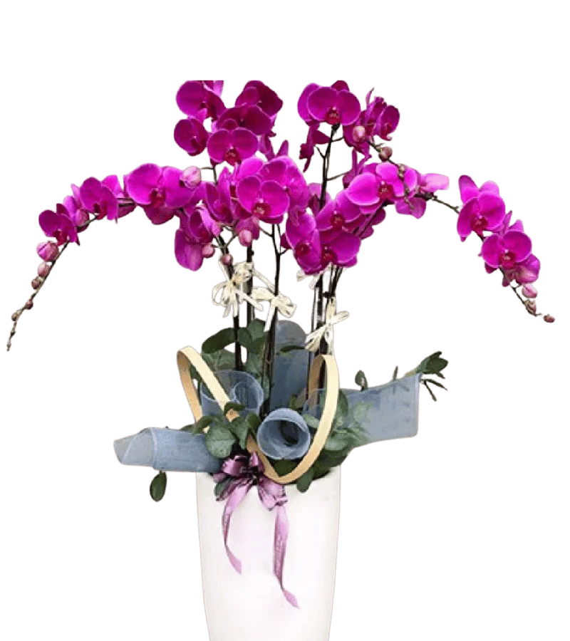 Chậu lan hồ điệp tím fuchsia nhiều cành uốn tỏa hai bên