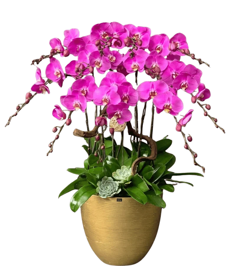 Chậu lan hồ điệp tím hồng đậm nhiều cành