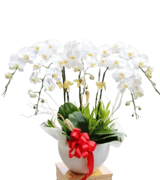 Lan hồ điệp trắng chậu sứ