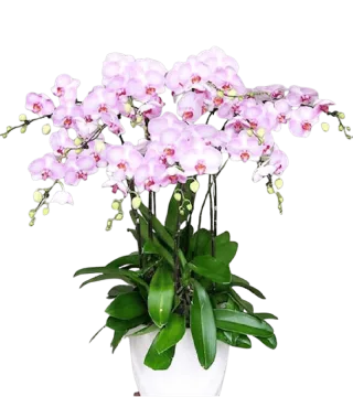 Chậu lan hồ điệp hồng phấn nhiều cành xếp thành tán rộng