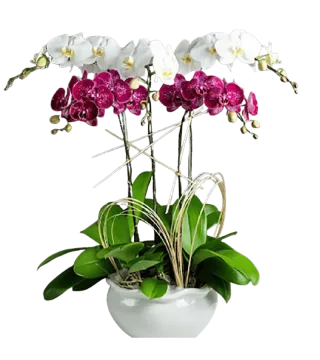 Chậu lan hồ điệp trắng phối đỏ rượu vang