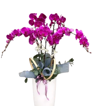 Chậu lan hồ điệp tím fuchsia nhiều cành uốn tỏa hai bên