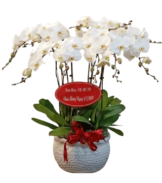 Chậu lan hồ điệp trắng nhiều cành