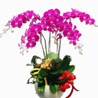 Chậu lan hồ điệp