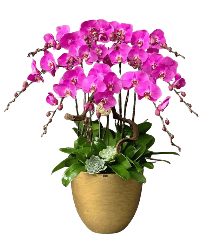 Chậu lan hồ điệp hồng cánh sen chậu gốm vàng đồng sen đá