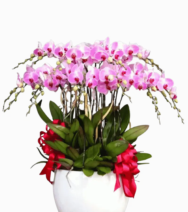 Chậu lan hồ điệp hồng phấn nhiều cành nơ đỏ chậu sứ trắng