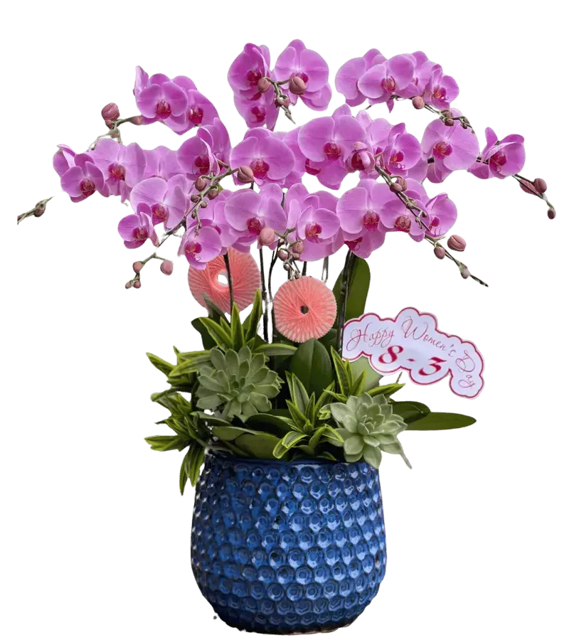 Chậu lan hồ điệp tím chậu gốm xanh dương kèm bảng chữ Happy Women's Day 8-3