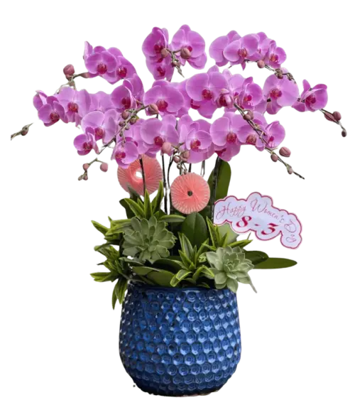 Chậu lan hồ điệp tím chậu gốm xanh dương kèm bảng chữ Happy Women's Day 8-3