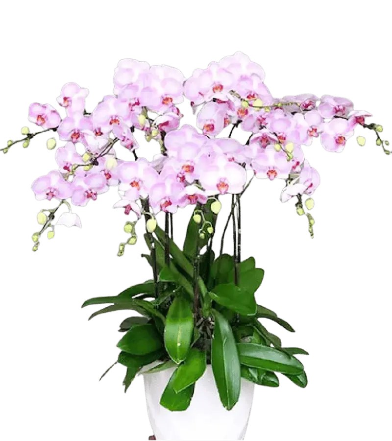 Chậu lan hồ điệp tím nhạt nhiều cành chậu sứ trắng dáng bầu
