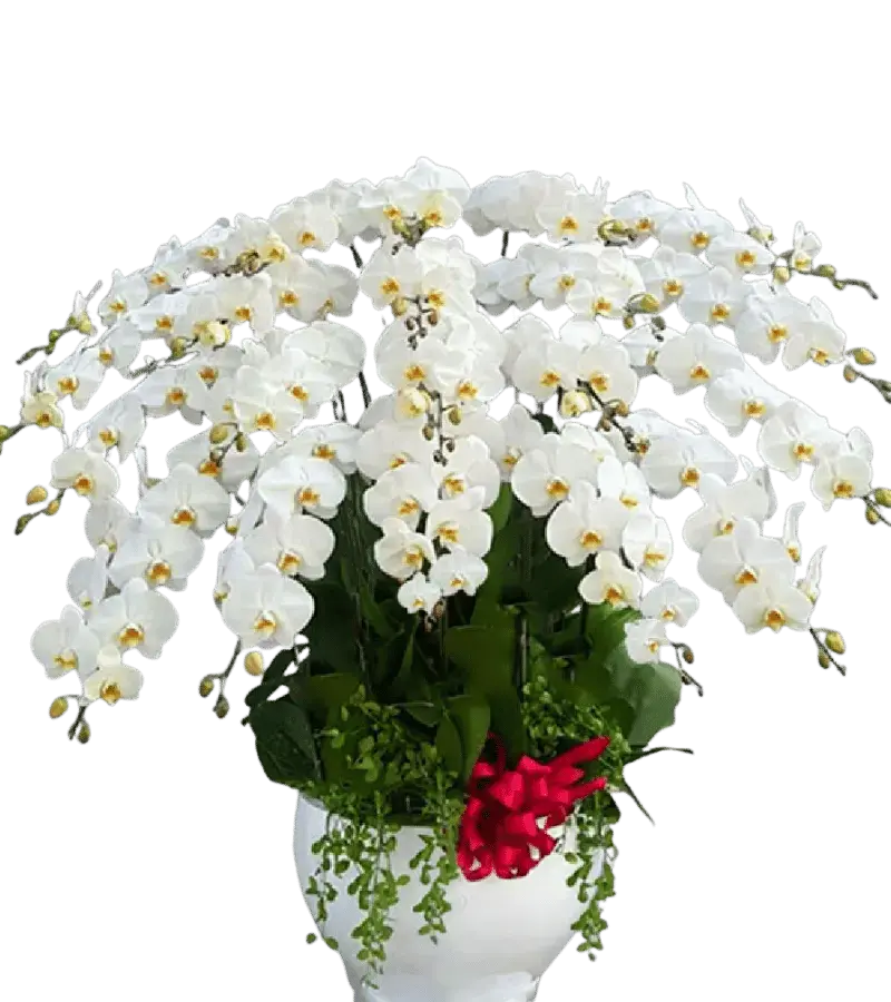 Chậu lan hồ điệp trắng lớn nhiều cành đế sứ cao