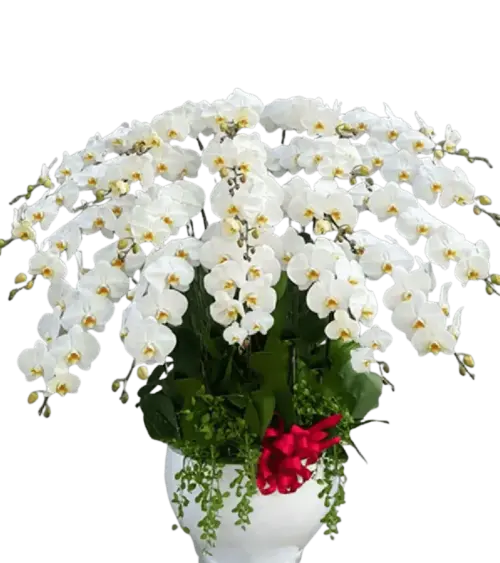 Chậu lan hồ điệp trắng lớn nhiều cành đế sứ cao