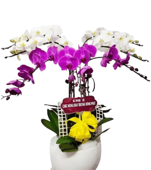 Chậu lan hồ điệp trắng tím kèm bảng chữ Chúc Mừng Khai Trương Hồng Phát
