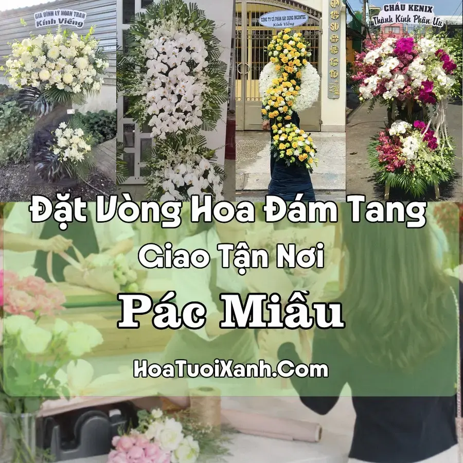 Hoa đám tang Pác Miầu