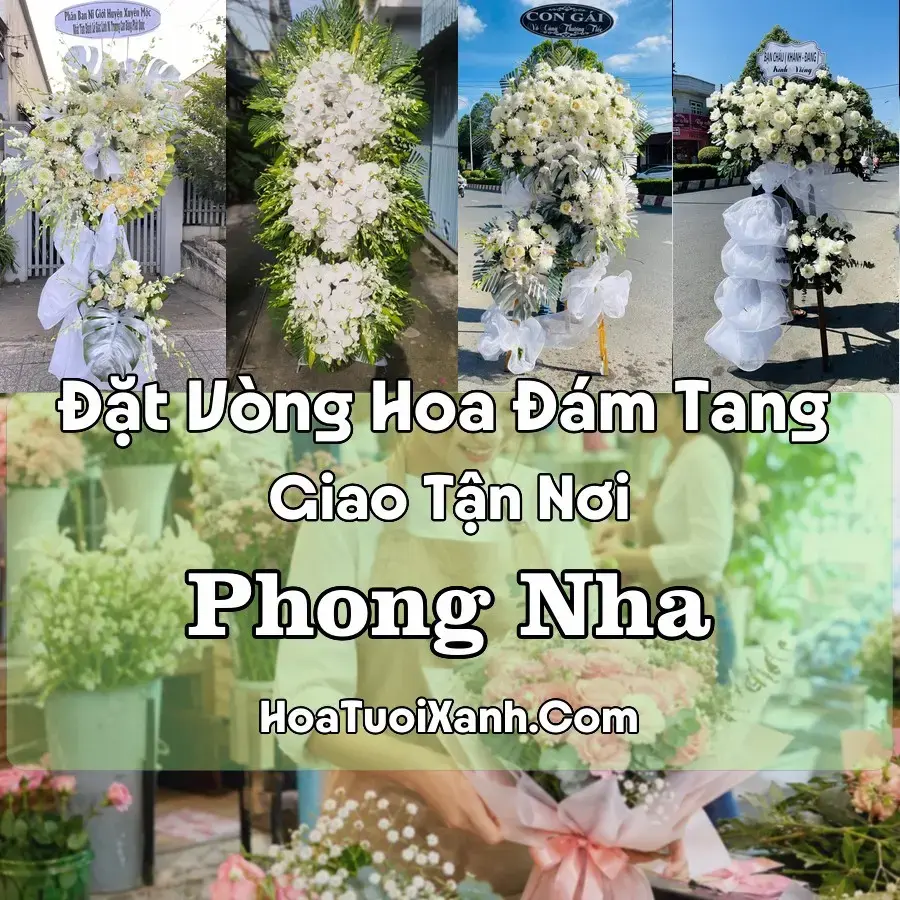 Hoa đám tang Phong Nha