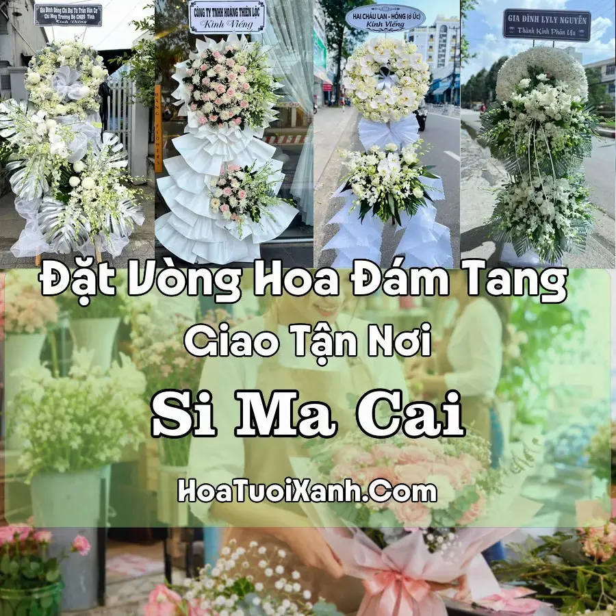 Hoa Đám Tang Si Ma Cai (Xã Si Ma Cai, Lào Cai mới)